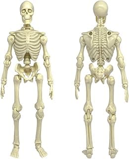 Super Articulated 8 Inch Skeleton Action Figure image