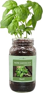 Herb Gift Set, Mason Jar Herb Garden Starter Kit Indoor, Includes One Mason Jar, 3 Coco Coir Planting Wafers and Heirloom Organic Seeds (Basil)