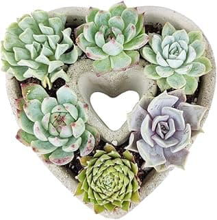 Live Succulent Plants in 7" Concrete Heart-Shaped Planter, Unique Garden Collection, Fully Rooted Succulents in Modern Decoration Planters, Great Gift for Anniversary, Wedding, Valentine's Day image