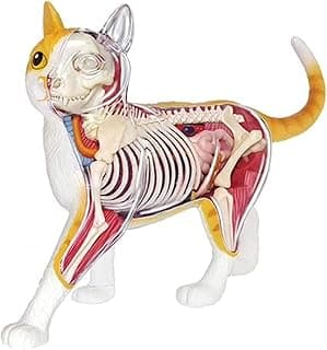 Body Model Cat Anatomy Model- Detachable Organs Body 28 Parts Cat Anatomical Model - Medical Anatomy Cat Model - for Medical Education Teaching Aid image