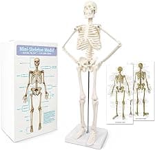 NEW HORIZON Human Skeleton Model for Anatomy,17.7“ High Scientific Anatomy Human Body Model,with Movable Arms and Legs Bones Structures,Whole Spine and Ribs of The Skeleton Model are Integrated image