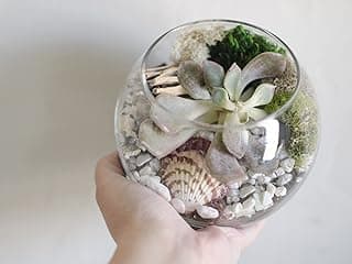 Succulent Terrarium Kit | White Pebbles and Moss Glass Bowl