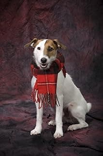 Posterazzi Dog With A Scarf Poster Print, (24 x 38) image
