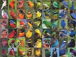 New York Puzzle Company - Cornell Lab Rainbow of Birds - 1000 Piece Jigsaw Puzzle for Family Game Nights image