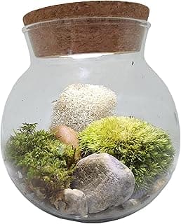 Create Your Serene Moss Sanctuary with The Unique Gardener Moss Bowl Terrarium Kit with LED Light - Perfect for Stress Relief & Air Purification! image