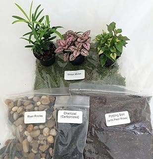 Terrarium/fairy Garden Kit / with Bird's Nest +3 Plants - Create Your Own Living Terrarium From Jmbamboo image