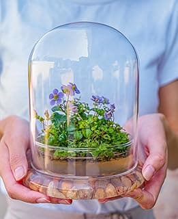 Bloomify Persian Violet, Sundew Moss and Coleus in Terrarium Jar, a Small Oasis of Greenery in The City, Easy to Grow and requiring Minimal Care, is a Source of Happiness in The Home.