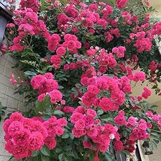 Fragrant Rose Plant Live Bush Shrub or Climbing, Old-Fashioned Roses Summer Rebloomer in 2.5 Inch Pot, Lanscape Rose Plant (Assorted) (Pink Shrub)