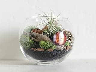 Orange Floral and Moss Glass Bowl | Air Plant Terrarium Kit image