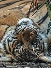 Coffee Table Books: jungle cats collection (Coffee Table Books: Collections) image