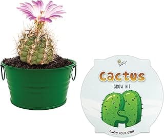 Buzzy Seeds Kid's Cactus Mini Basin Grow Kit | Green Painted Basin | Guaranteed to Grow | Fun Indoor-Outdoor Gardening Gift for Kids image
