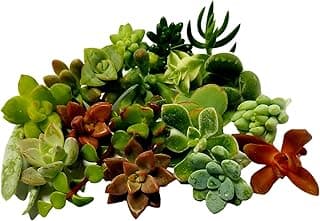 15 Mini Assorted Live Succulent Cuttings, No 2 Succulents Alike, Great for Terrariums, Mini Gardens, and as Starter Plants. Live Succulents Plants for DIY Projects and Home Decor image