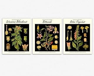 Botanical Nature Inspired Room Decor Set of 3 - Antique Plant Illustrations Wall Art Posters - Botanical Prints Kitchen Decor Housewarming Gift Ideas -Nature Inspired Botanics Black Wall Decor (23.4 x 33.1 (A1)) image