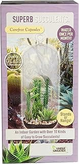 Cactus & Succulent Terrarium Grow Kit by Unique Gardener - DIY Indoor Hanging or Standing Garden Starter Set - Easy to Grow! image