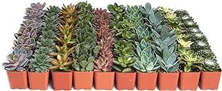 Shop Succulents Assorted Succulent Plant Pack Bulk Collection - Live Mini Succulent Plants, Low Maintenance, Mixture of Colors & Textures - Wedding and Party Favors, Gift & Garden, Pack of 64 image