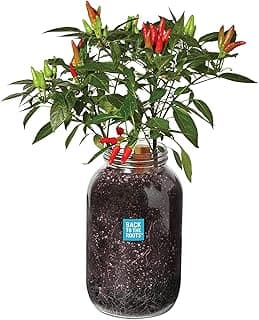 Back to the Roots Non-GMO Chili Planter, Grow Organic Chili Peppers Year Round, Windowsill Grow Kit, Top Gardening Gift, Holiday Gift, & Unique Gift image