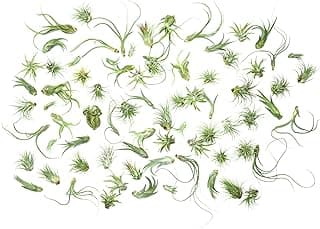 Tillandsia Air Plants Live Indoor Plants (50 Pack), Air Plants Bulk Party Favors or Wedding Favors Live Plants, Air Plant Lover Gifts, DIY Terrarium Kit, Air Succulents Plants Live by Plants for Pets