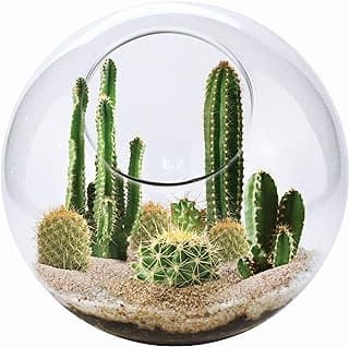 Cactus Succulent Terrarium Kit from Unique Gardener - Grow Your Own Desert Oasis - Easy Setup, Just Add Water - Great for Office or Home!… image